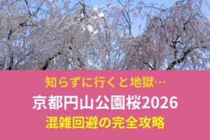 知らずに行くと地獄…京都円山公園の桜2026 混雑回避の完全攻略
